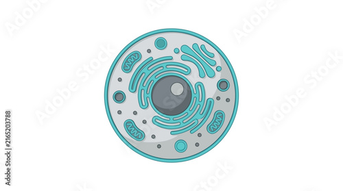 Round eukaryotic cell cross section showing organelles