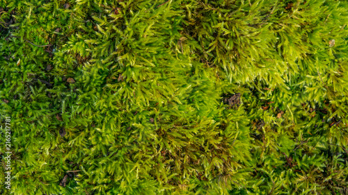 Fotografía Vibrant green moss growing densely on forest ground in bright natural daylight