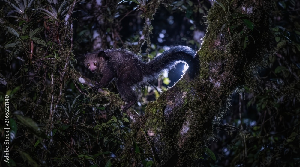 Naklejka premium Aye-aye primate with large eyes and bushy tail perched on a mossy tree branch at night