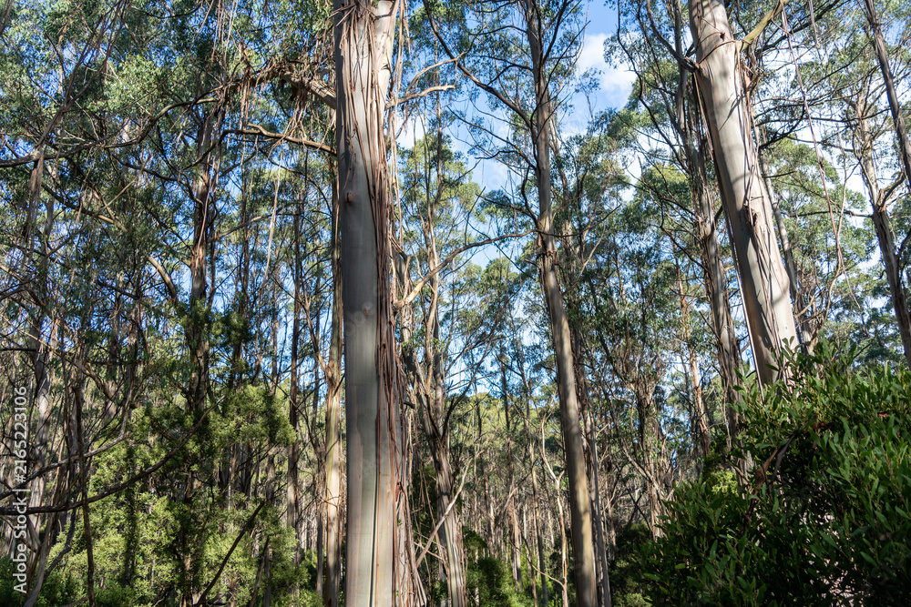 Obraz premium Eucalyptus forest in Great Otway National Park, Australia