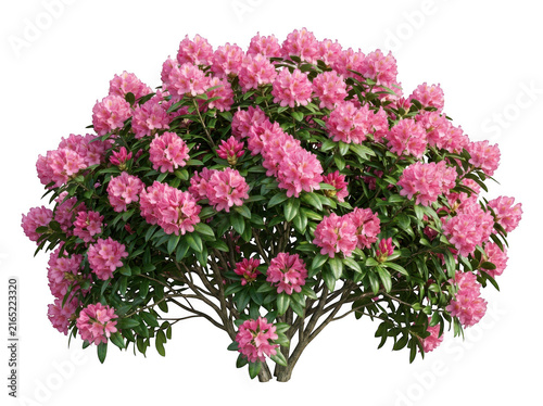 Vibrant rhododendron shrub with pink blooms isolated on a transparent background flowers