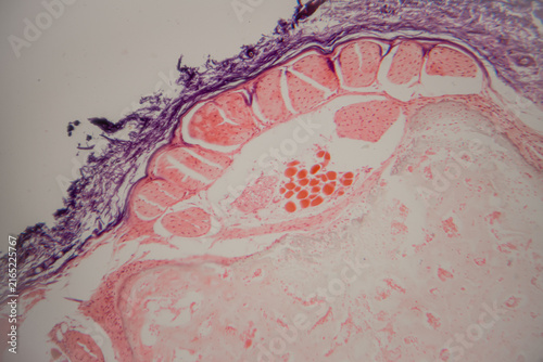 Fotografía Microscopic view of human skin tissue section showing epidermis, dermis, and adi