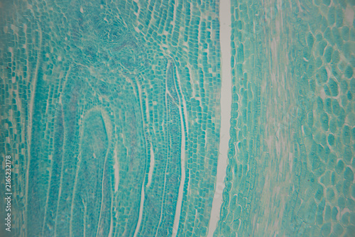 Obraz na plátne Microscopic view of plant tissue showing intricate cellular structures in shades