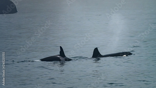 Fotografía Pair of Orca Killer Whales Surfacing with Water Blow Spout in Kenai Fjords Natio