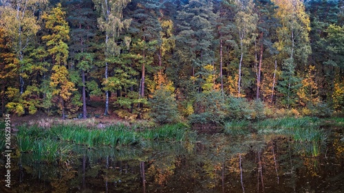 Foto The colorful autumn forest is reflected on the surface of the pond