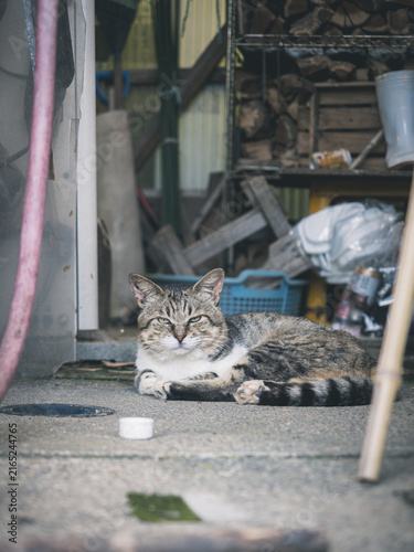 Obraz w ramie 横になって顔を上げる野良猫