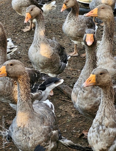 Fotografie High angle shot of a flock of grey farm geese with orange beaks standing outdoors on dirt ground
