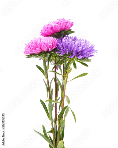 Pink and purple aster flowers bouquet on a white background.