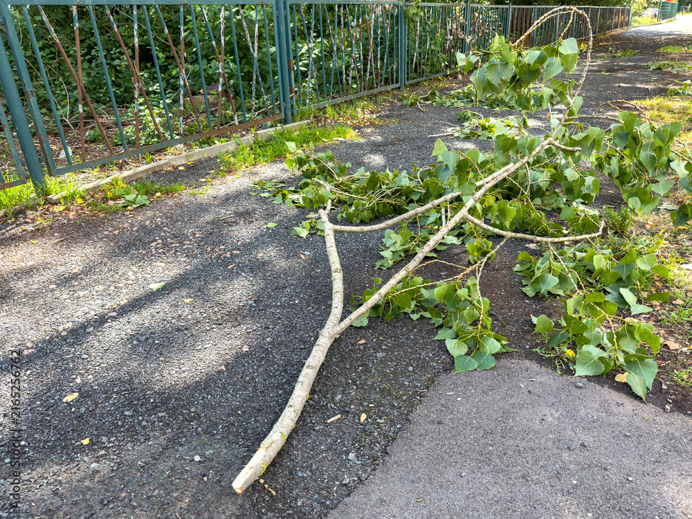 Fototapeta premium Broken Tree Branch on a City Footpath After a Storm – Storm Damage and Urban Safety Hazard