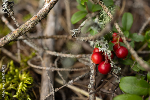 Wild lingonberry bunch with green leaf growing in autumn forest