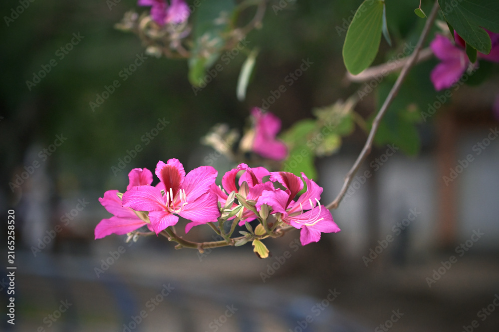 Obraz premium A cluster of pink Bauhinia blakeana blossoms opens on a branch, blurred park trail and dense foliage receding behind, Zhonghe No. 4 Park, New Taipei.