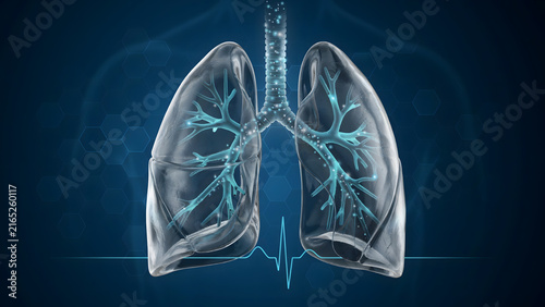 Anatomical 3D model of human lungs with bronchial tree and heartbeat line