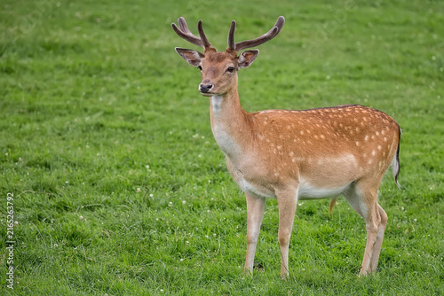 Fallow deer in a clearing