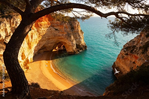 Sunlit Beach Cove Framed by Tree