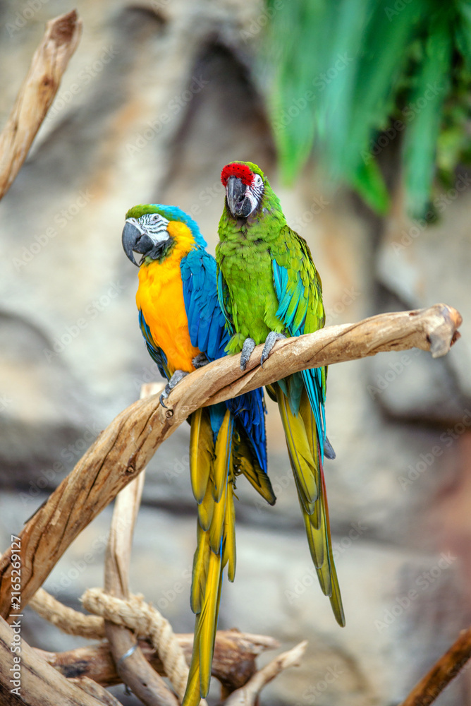 Obraz premium blue-and-yellow macaw and Green-winged macaw