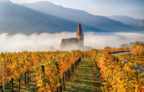 Scenic autumn vineyard with golden foliage leading toward a Weissenkirchen in der Wachau surrounded by low fog above the Danube valley.