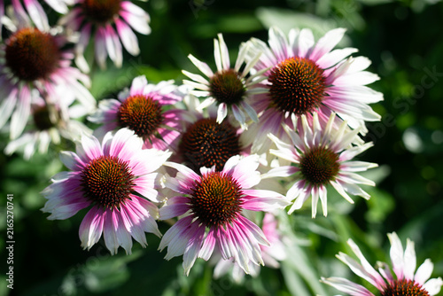 Echinacea