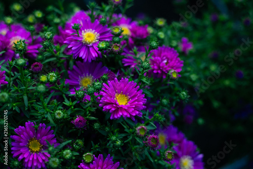 flowers in the garden