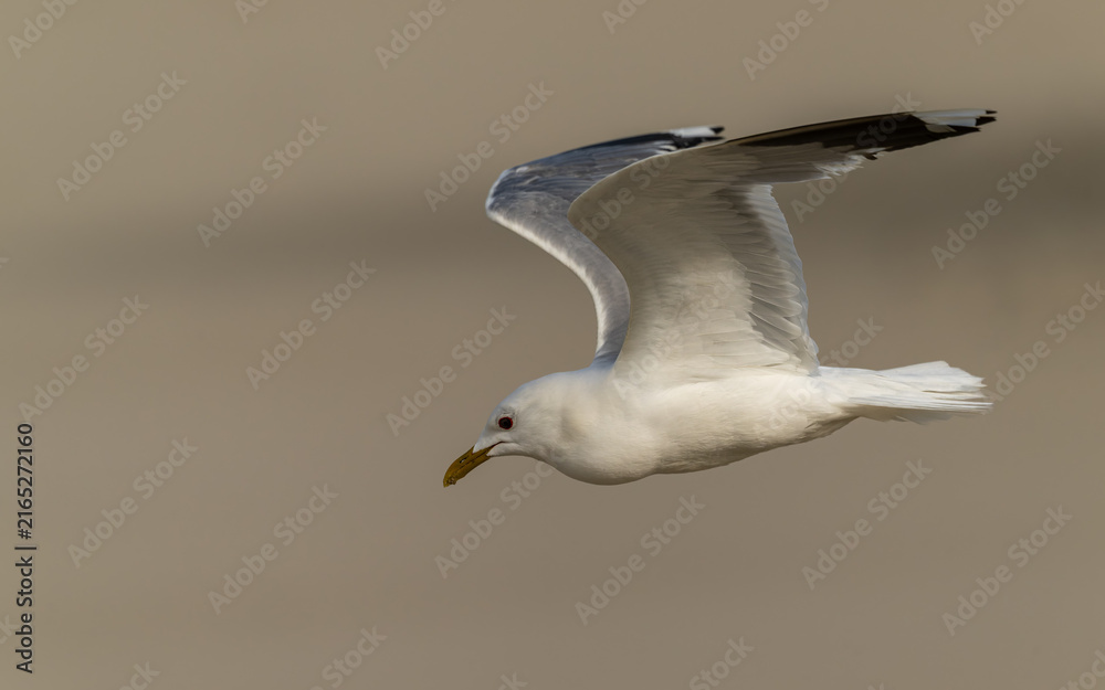 Foto Sturmmöwe (Larus canus)
