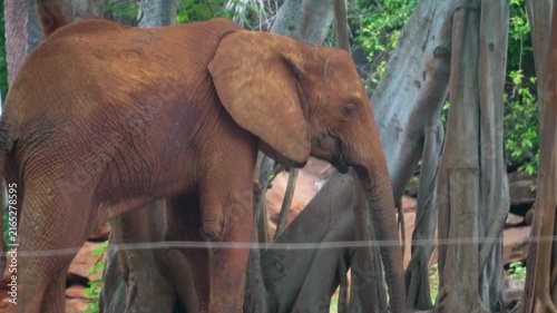 Amazing of asian elephants