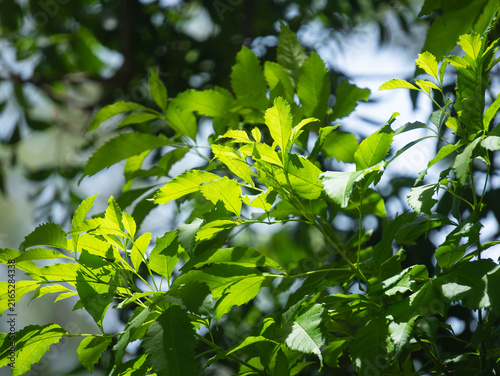 Lush green tree leaves with natural sunlight and shadow background in garden