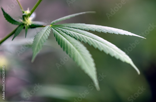 Foto Feuille de chanvre - Cannabis sativa