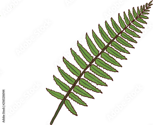 Photography Fern leaf with green pinnate leaflets and brown stem showing natural plant detai