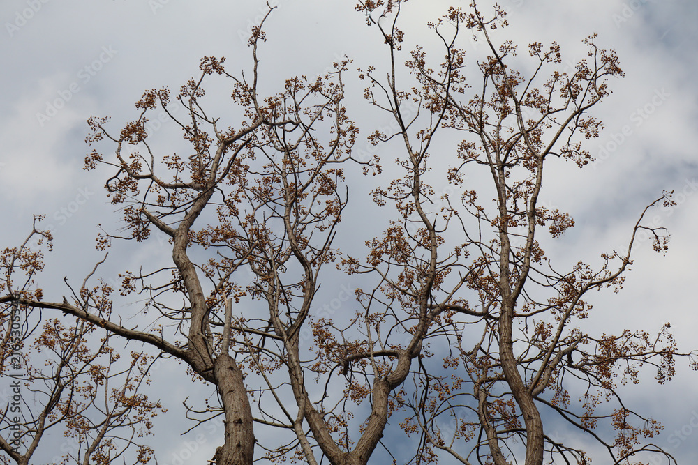 Obraz premium Leafless Chinaberry Tree with Fruit Clusters Under Cloudy Sky