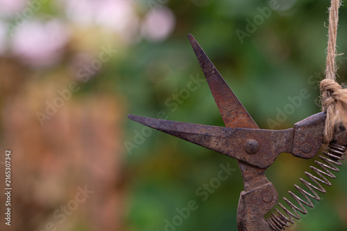 Obraz na plátně Rusty pruning shears close-up in a garden