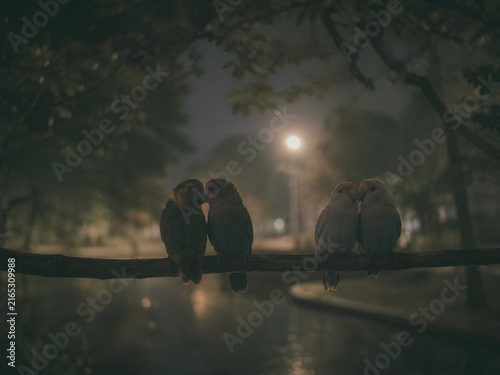  four birds where every two birds are always together in their relationship