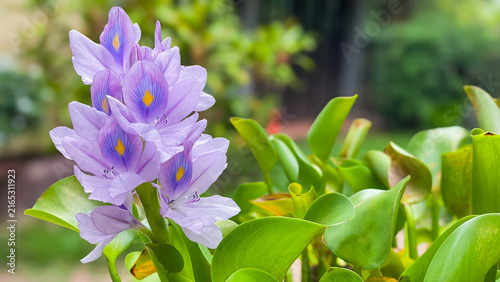 A blooming inflorescence of water hyacinth (Eichhornia crassipes) with lilac petals and yellow markings among bright green foliage against a blurred background.