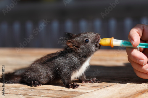 Germany, Bavaria, Close up of feeding young eurasian red squirrel