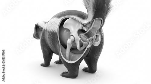 Skunk scent gland defense mechanism 3D illustration white