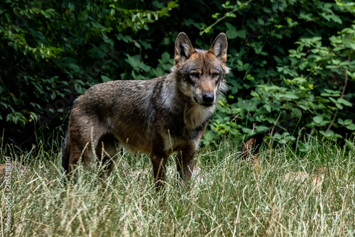 Loup aux aguets