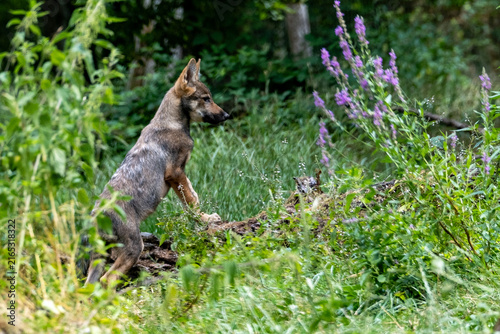 Jeune loup guettant du gibier