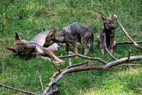 Jeunes loups et leur mère