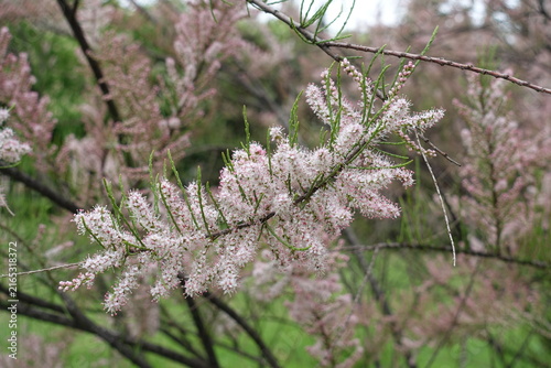 Bild auf Leinwand Profuse pink flowers of Tamarix ramosissima in May