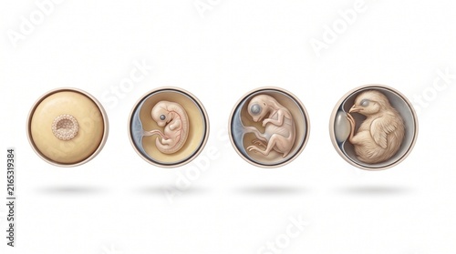 Chicken egg embryo development stages 3D illustration