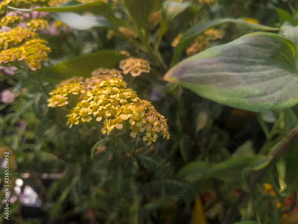 Obraz premium Żółty krwawnik (Achillea millefolium) kwitnie obhficie wśród bujnej zieleni liści w letni dzień. Grona drobnych, żółtych kwiatów są ciasno upakowane, tworząc typowy dla krwawnika płaski wygląd.