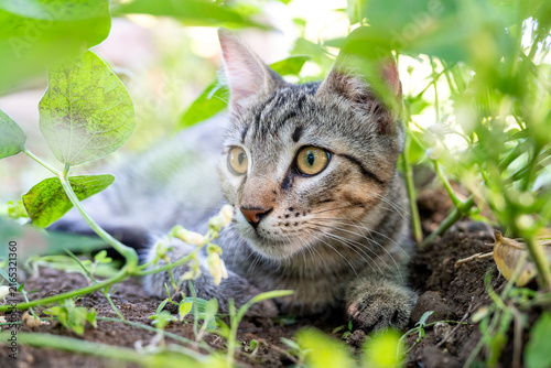 Fotografie Close-up candid photograph capturing a domestic tabby cat in a low hunting crouch, with wide open eyes fixed intently on prey within lush green foliage