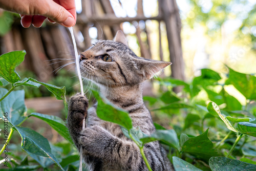 Obraz na płótnie Candid macro photograph capturing an adorable tabby kitten playing with a white thread held by a human hand outdoors