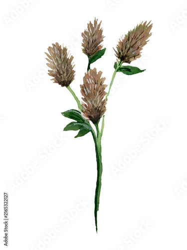 Hand-painted watercolor illustration of field clover Trifolium arvense isolated on transparent background