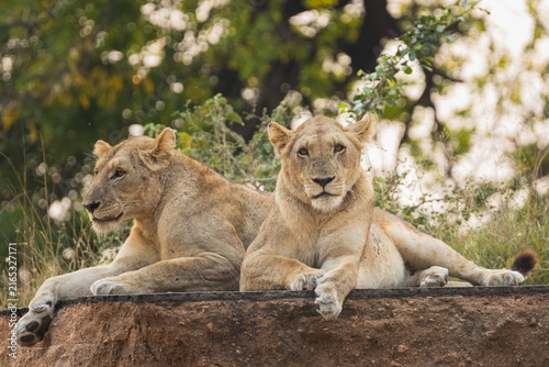 Foto Two lionesses resting closely together on a rock, Kruger