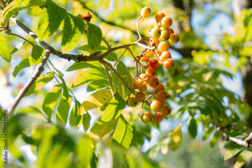 Canvas Print Bright sunlight illuminating a cluster of orange rowan berries and green pinnate leaves on a branch