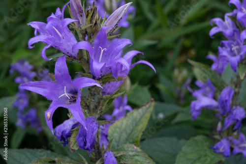 Konstfotografi Horizontal view of purple bellflowers with some wilting brown petals and fresh blooms on the stem