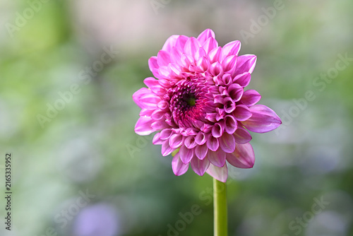 close up of pink dahlia flower