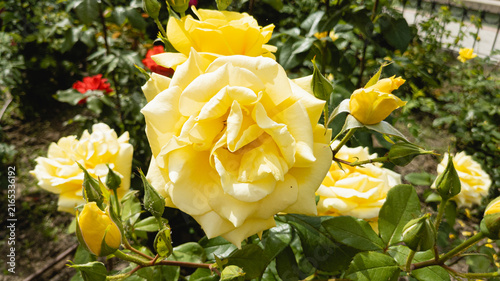 Vibrant yellow rose in full bloom surrounded by fresh buds and green leaves under natural sunlight, symbolizing optimism, joy, warmth, and new beginnings in a lush summer garden