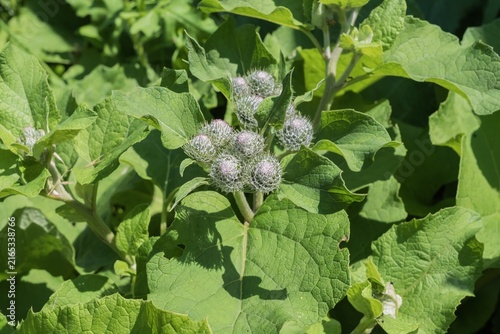 Cuadro en lienzo Wild burdock plant with clustered spiny flower buds and broad green leaves growi