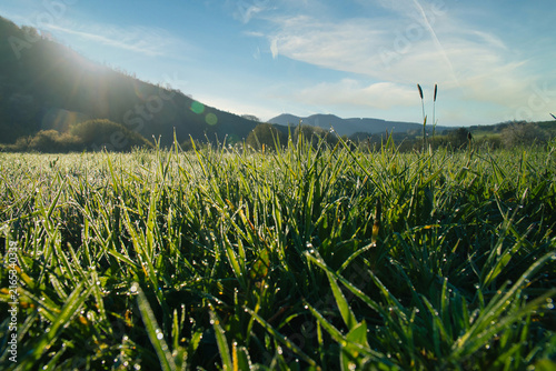 Dewy green meadow in the morning back lighting before mountains.