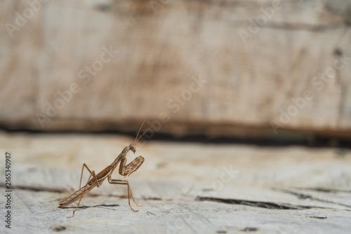 Quadro su tela neighbor on a bench during a picnic, a young praying mantis in a hunting pose si